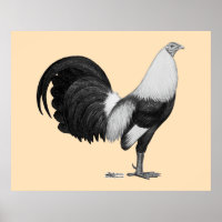 Pato De Cinza De Gamecock