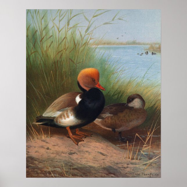 Poster Pato-de-crista (1913) (Frente)