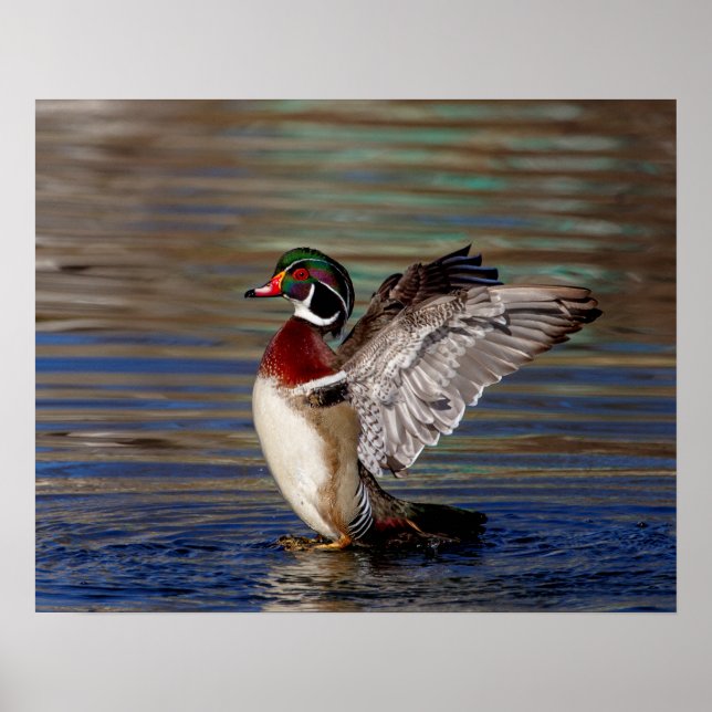 Pôster Pato de madeira 20x16 (Frente)