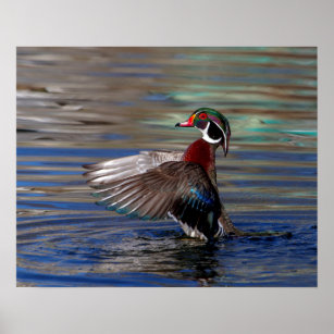 Quadro de Madeira - Pato 2 - Wood Art Print