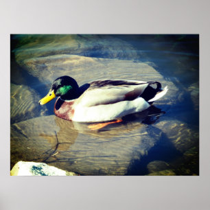 Poster Pato de Mallard