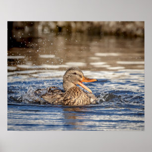 Poster Pato de Mallard 20x16 em Downing Park