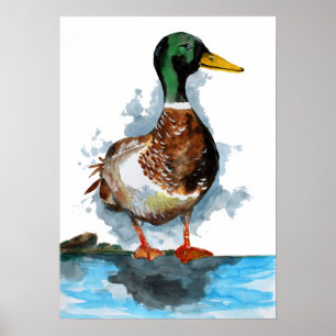 Poster Pato de Mallard Aquarela