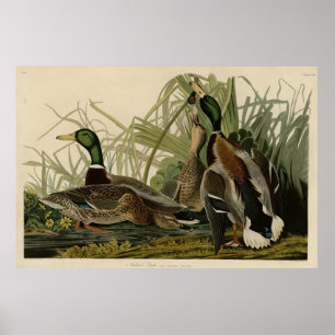 Poster Pato de Mallard das Aves da América de Audubon