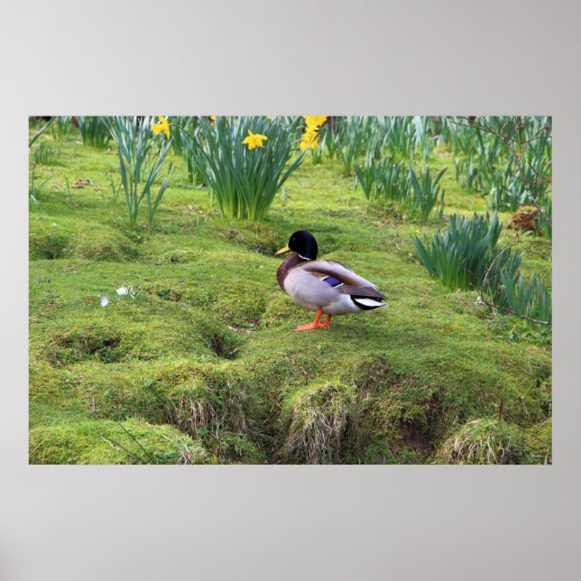 Poster Pato de Mallard na margem de um rio (Frente)