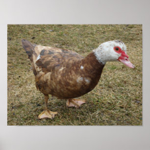 Poster Pato de Muscovy do chocolate