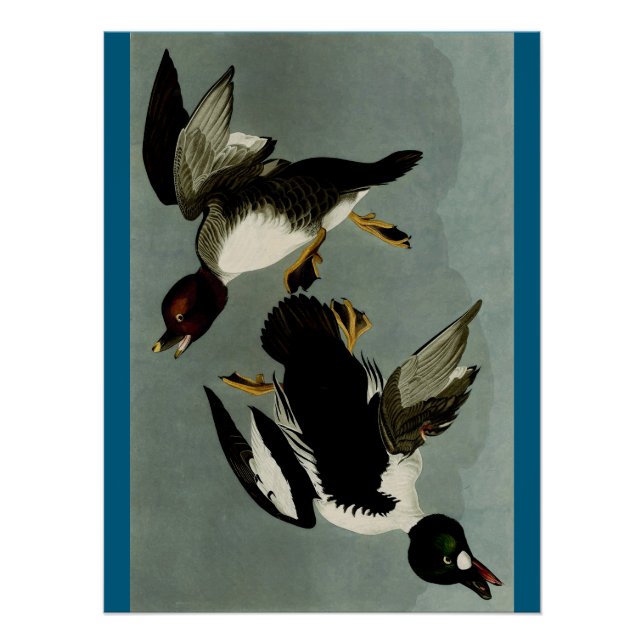 Pôster Pato-de-ouro-comum (Frente)