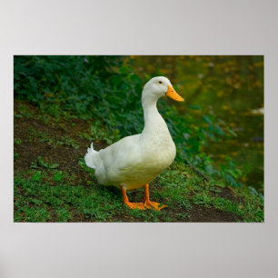 Poster Pato de Peking
