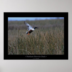 Poster Pato do pato-colhereiro do norte