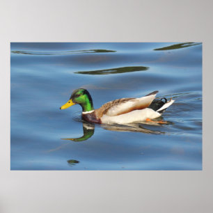 Poster Pato do pato selvagem