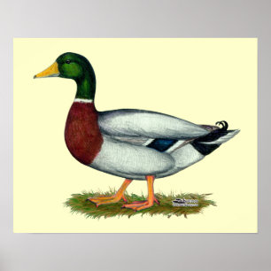 Poster Pato Drake do pato selvagem