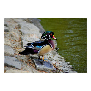 Pôster Pato floresta beleza passarinho natureza vida selv