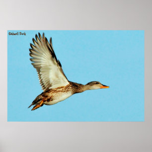Poster Pato Gadwell