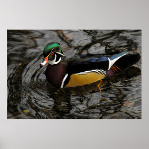 Poster Pato Madeira Macho em Crystal Springs Rhododendron