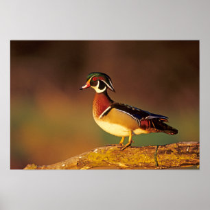 Pôster Pato-mandarim macho, Illinois
