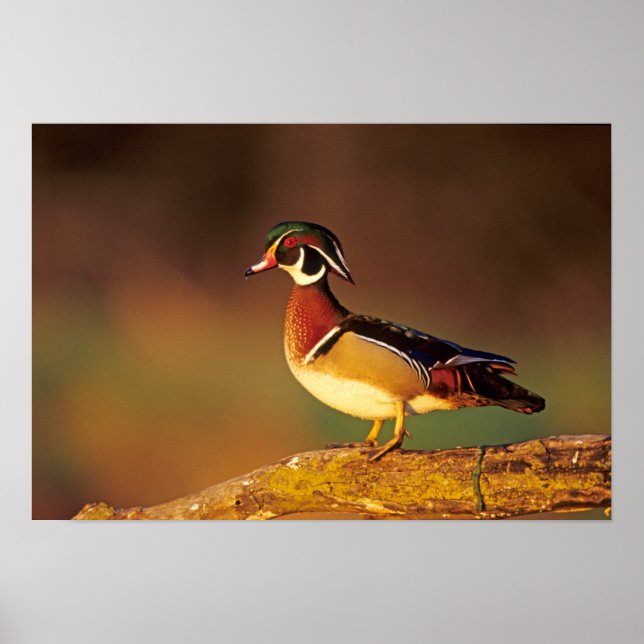 Pôster Pato-mandarim macho, Illinois (Frente)