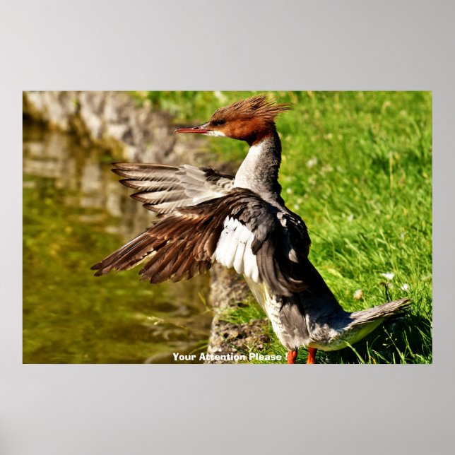 Poster Pato Meganser (Frente)
