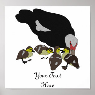 Poster Pato Muscovy e Pato Adorável
