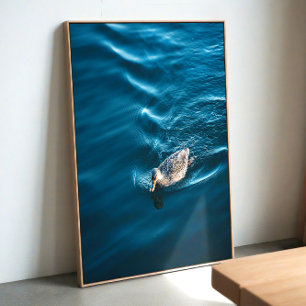 Poster Pato Nadando