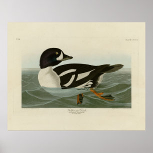 Poster Pato-ouro das Aves da América de Audubon