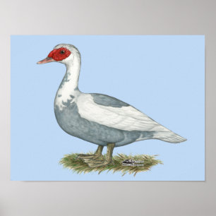 Poster Pato-Pico Azul Muscovy
