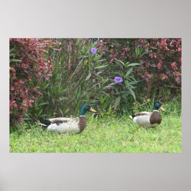 Poster Pato-real macho (Frente)