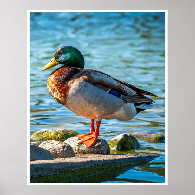 Poster Pato-real Macho Empoleirado em Pedras à Beira de L (Frente)