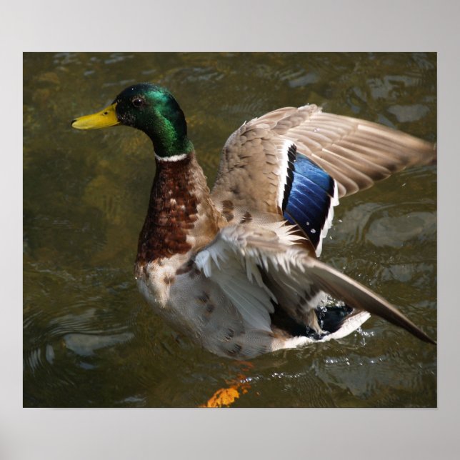 Pôster pato-real prestes a voar Canvas Print (Frente)