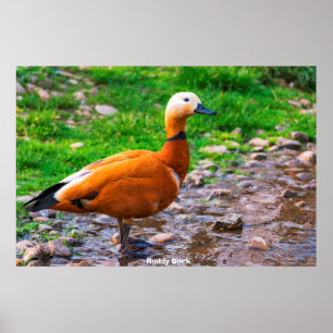 Poster Pato Ruddy