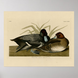 Poster Pato Scaup (Lesser Scaup) Aves de Audubon da Améri