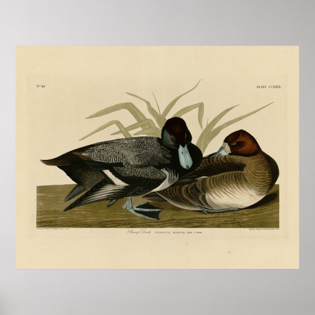 Poster Pato Scaup (Lesser Scaup) Aves de Audubon da Améri (Frente)