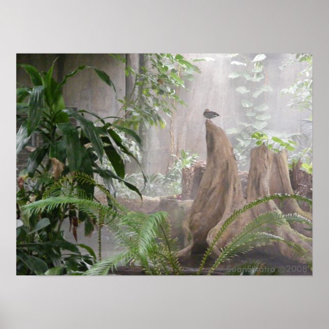 Pôster Pato Selva (Frente)