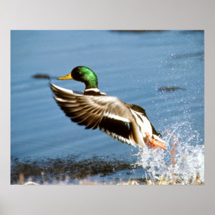 Pôster Pato selvagem Drake