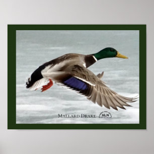 Poster Pato selvagem Drake em vôo