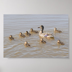 Poster Pato selvagem e patinhos