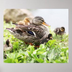 Pôster Pato selvagem fêmea cercado por patinhos