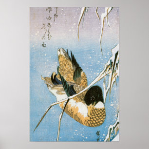 Poster Pato Selvagem Nadando Entre Caneiros Cobertos de N