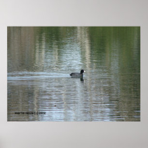 Pôster Pato Solitário