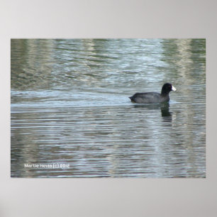 Poster Pato Solitário II