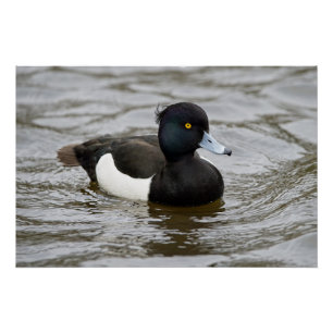 Pôster Pato tufado masculino