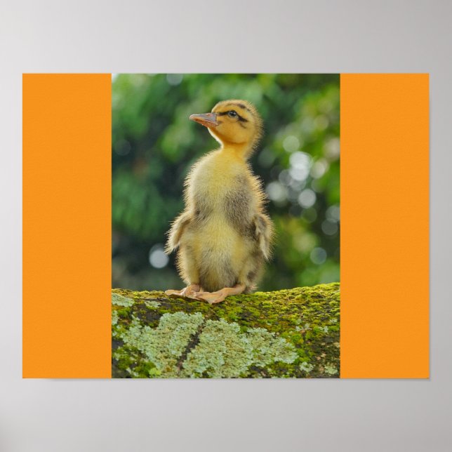 Poster Patos (Frente)