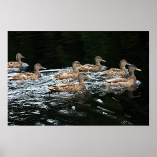 Poster Patos