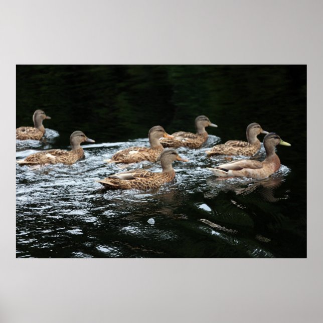 Poster Patos (Frente)
