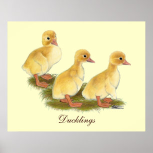 Poster Patos Amarelos