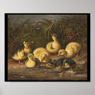 Poster Patos Amarelos Brincando em Pond
