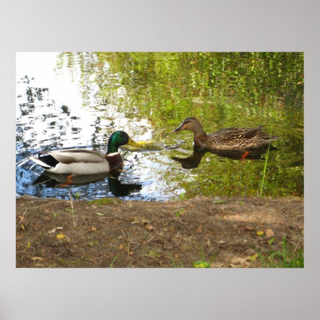 Pôster Patos Apaixonados (Frente)