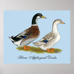 Poster Patos: Appleyard de prata