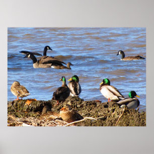 Pôster Patos Assistindo Gansos