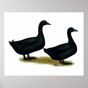 Poster Patos: Black Cayugas