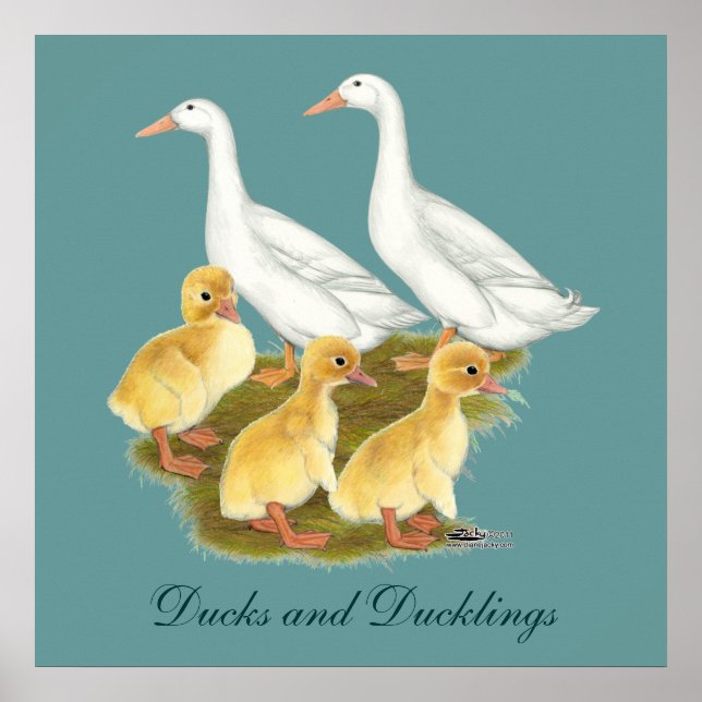Poster Patos Brancos e Patinhos (Frente)